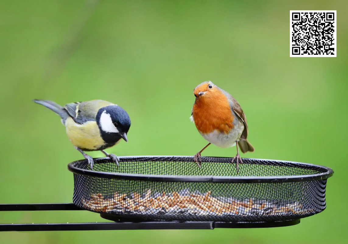 Why Fall Is the Best Time to Start Feeding Birds?