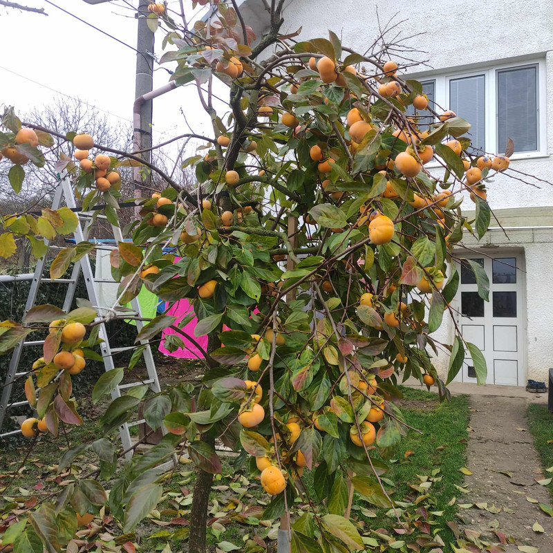 582149311 1152287626586049 8082150986114743370 n