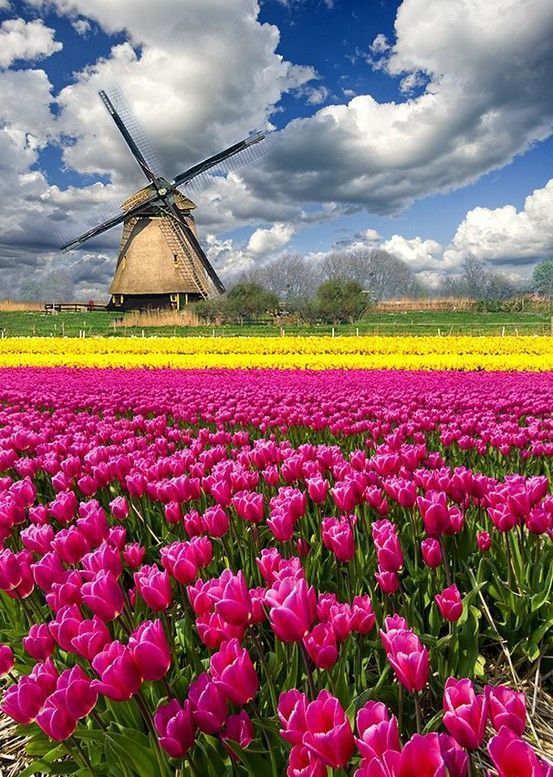 magentatulipsw-indmill.jpg