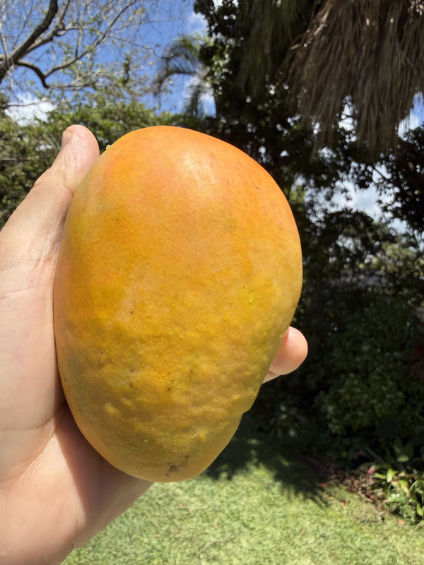 Mango Ed 4 26 26