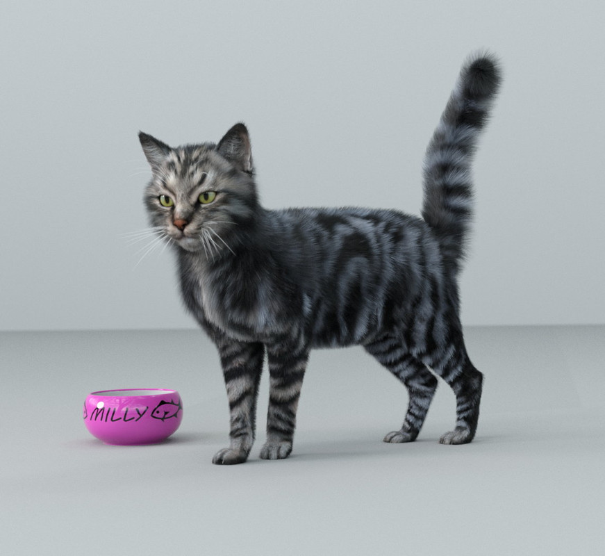 cat