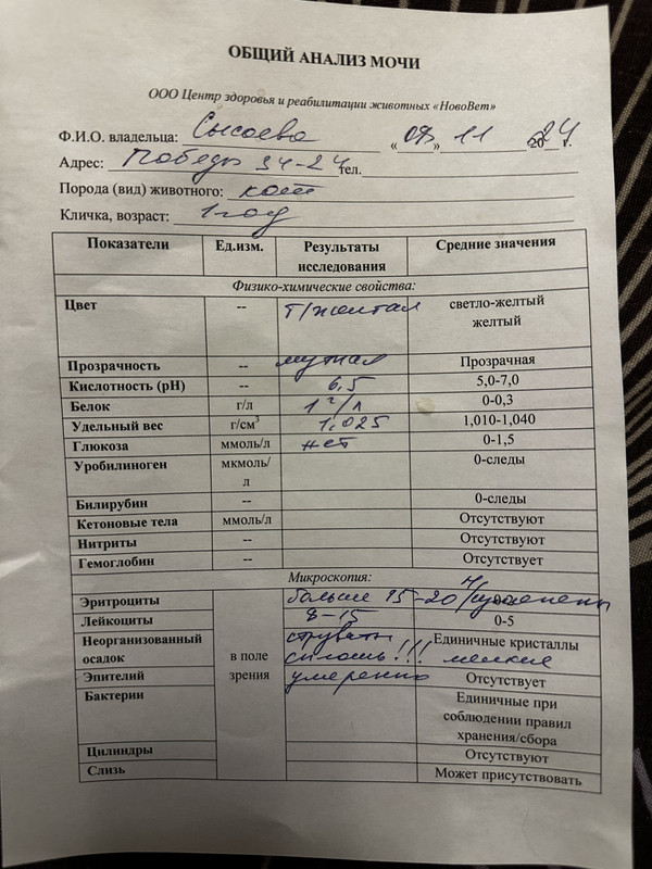 Расшифровка анализов мочи у собак норма и расшифровка. Анализ мочи бланк заполненный норма. Общий анализ мочи при заболеваниях. Анализ мочи при мочекаменной. Оам при мочекаменной болезни показатели.