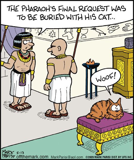 Cat Humor #7