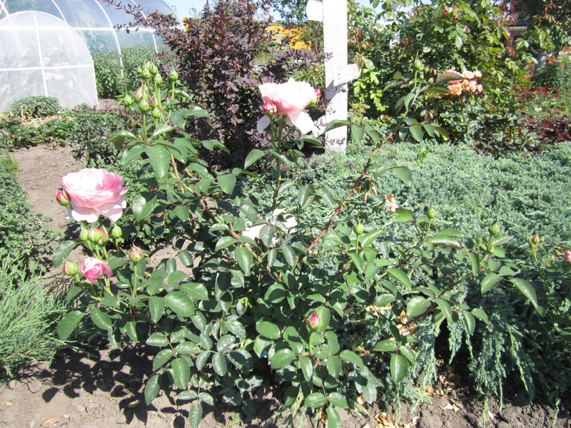IMG_1890[1]