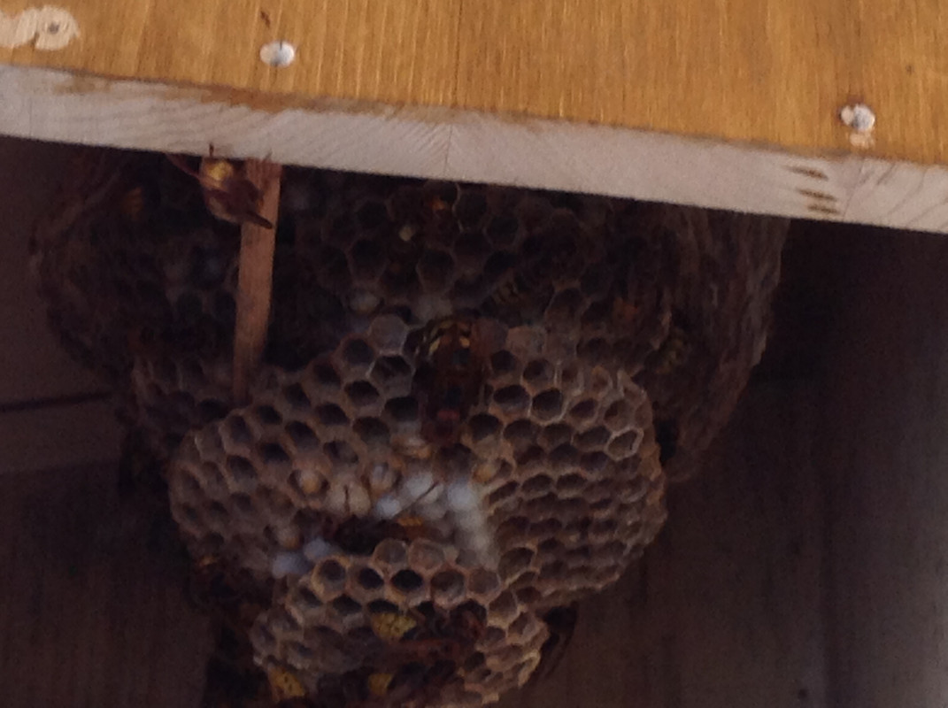 Vespa crabro germana 23. Juli 2015 (5)