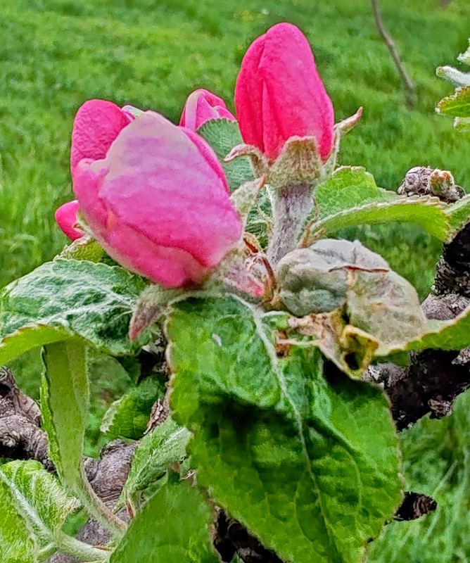 IMG 20260413 191305bbb