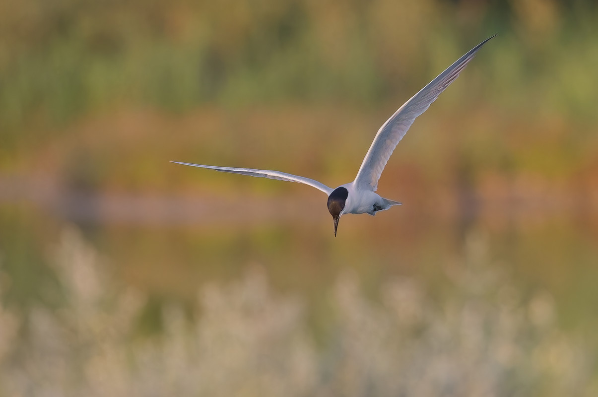 _D9A0344_DxO-2-DeNoiseAI-standard