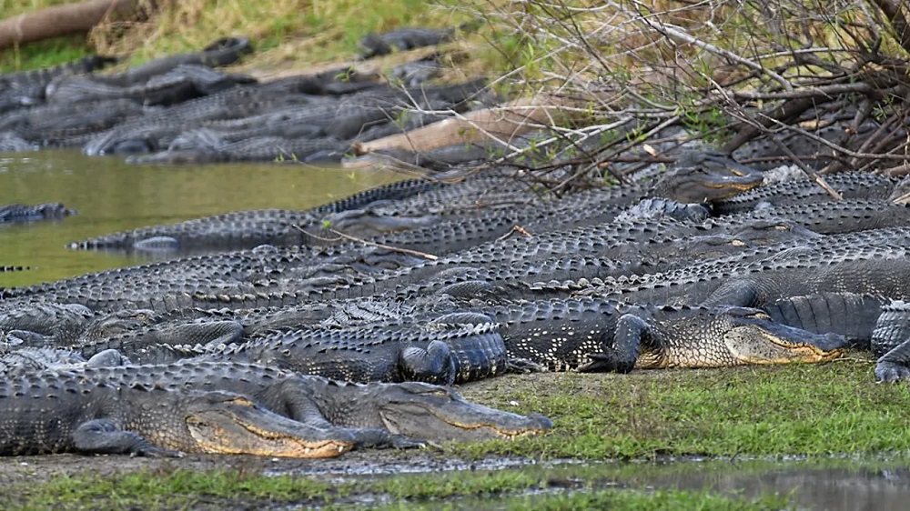 Why are we not killing more alligators? - AR15.COM