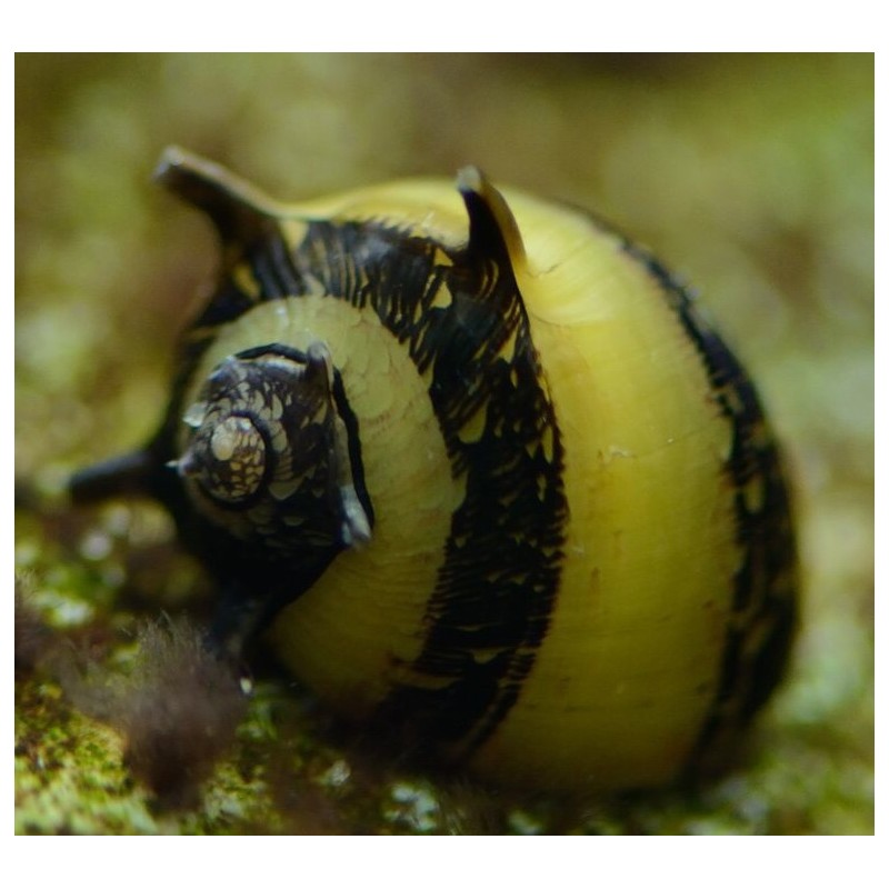 https://i.postimg.cc/VNdmFsGT/horned-nerite-snail-clithon-corona.jpg