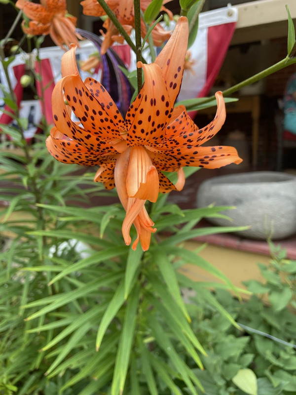 DA099CAF-DA2C-4C7E-A6F9-8BA59DEC5A8E_1_105_c