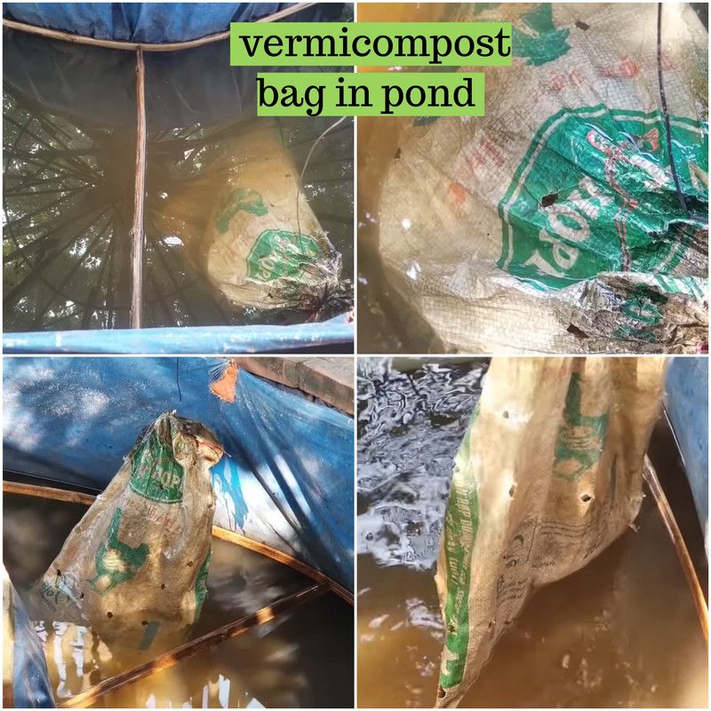 vermicompost-bag-in-pond.jpg