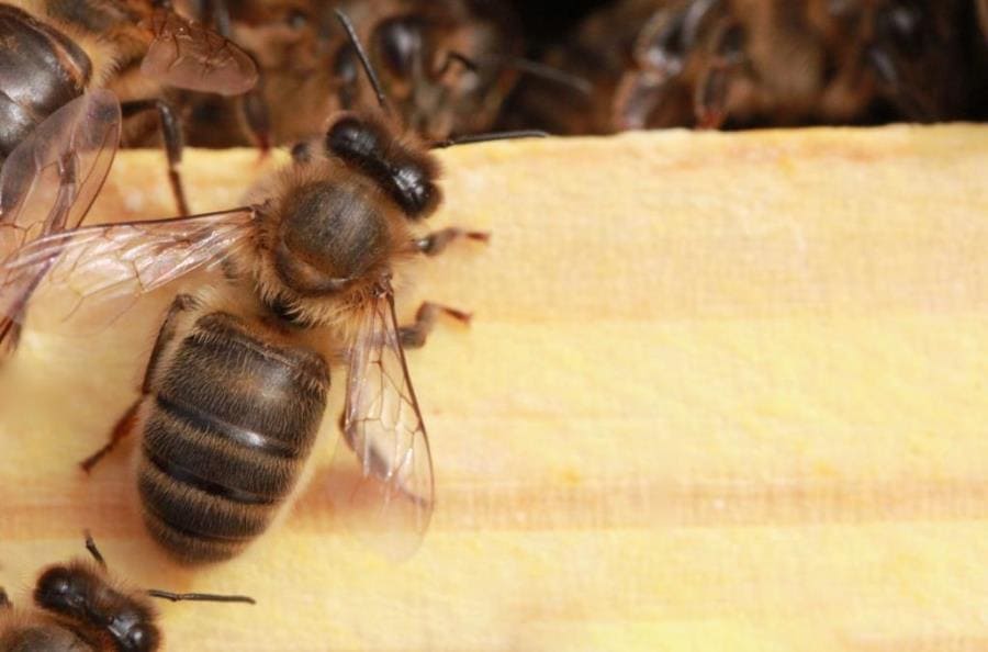 Джибутийские пчелы вида Apis mellifera sudanensis Джибутийские пчелы вида Apis mellifera sudanensis