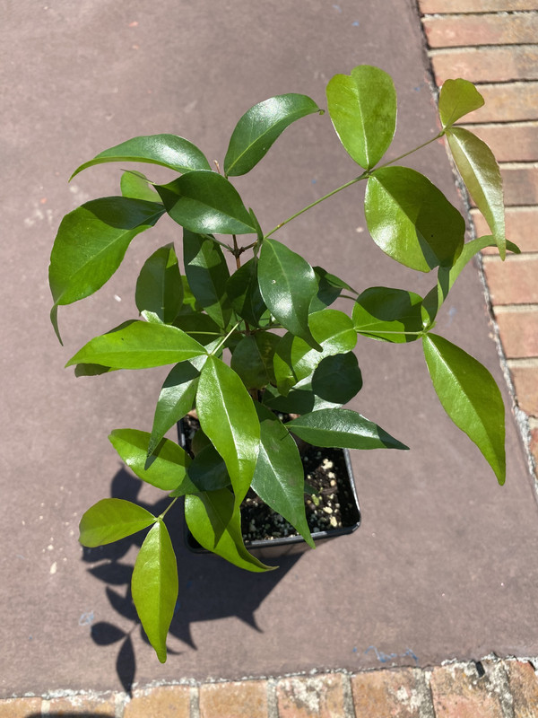 9A6ABF41-8438-429A-855D-360CA50FA2BB