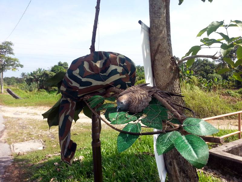 Kamunting  (5)