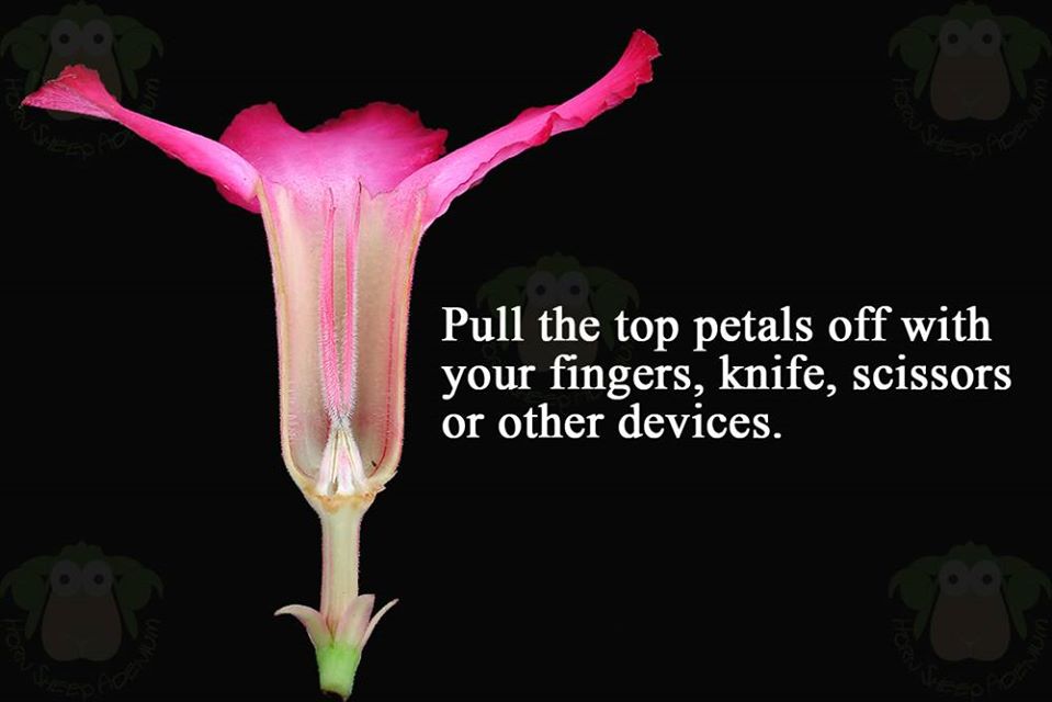 tear-desert-rose-flower.jpg