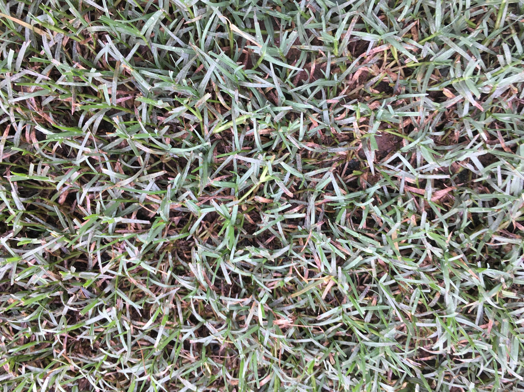 Discoloration, Thinning Bermuda Fungus? The Lawn Forum