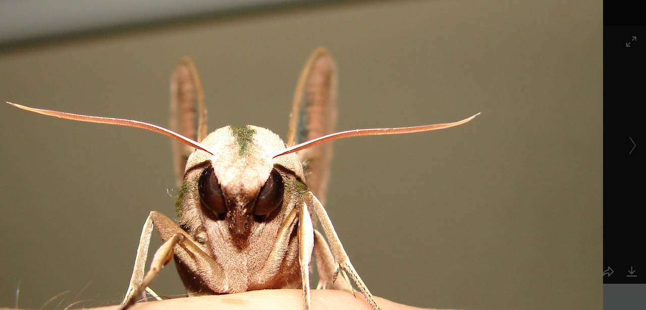 Screenshot-2021-08-10-at-00-44-13-Evil-Moth-Vine-Sphinx-Moth.png