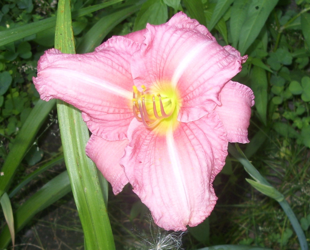 SDC12901