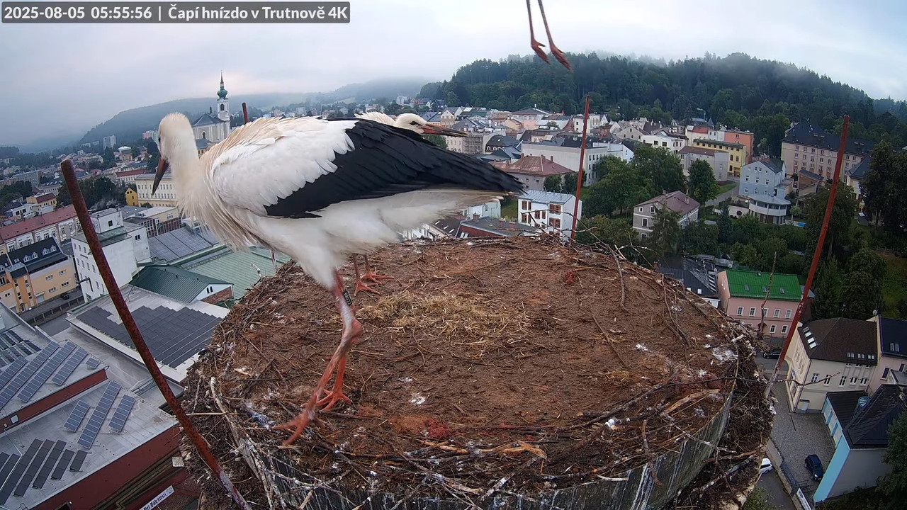 Živě z čapího hnízda na pivovarském komíně v Trutnově 3-53-43 screenshot
