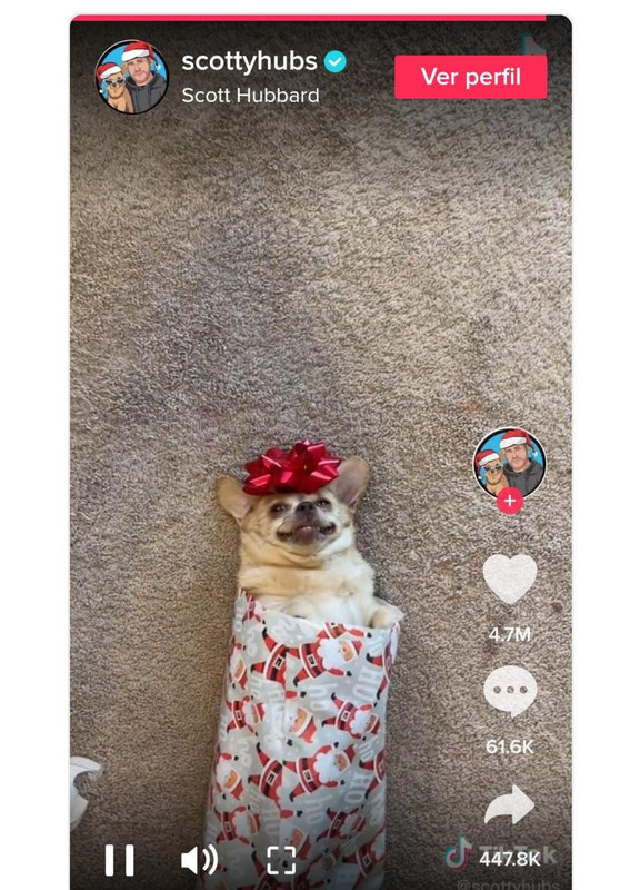 Un perro se volvió viral en TikTok, se dejó envolver como regalo de Navidad