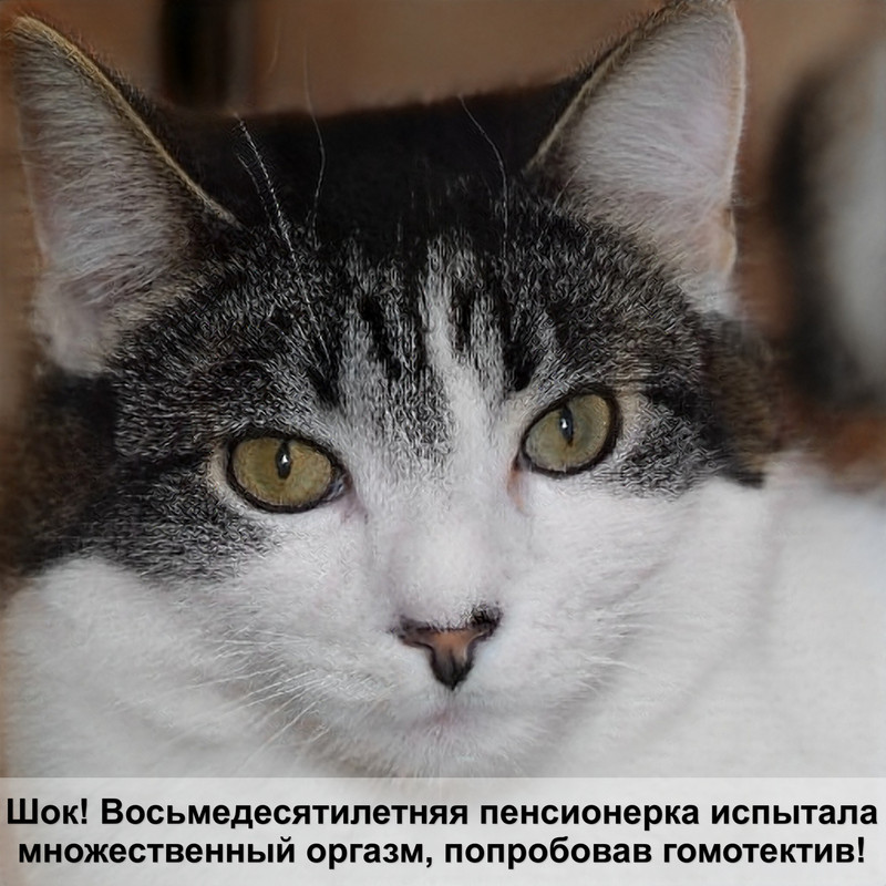 кошки окрас черный мрамор