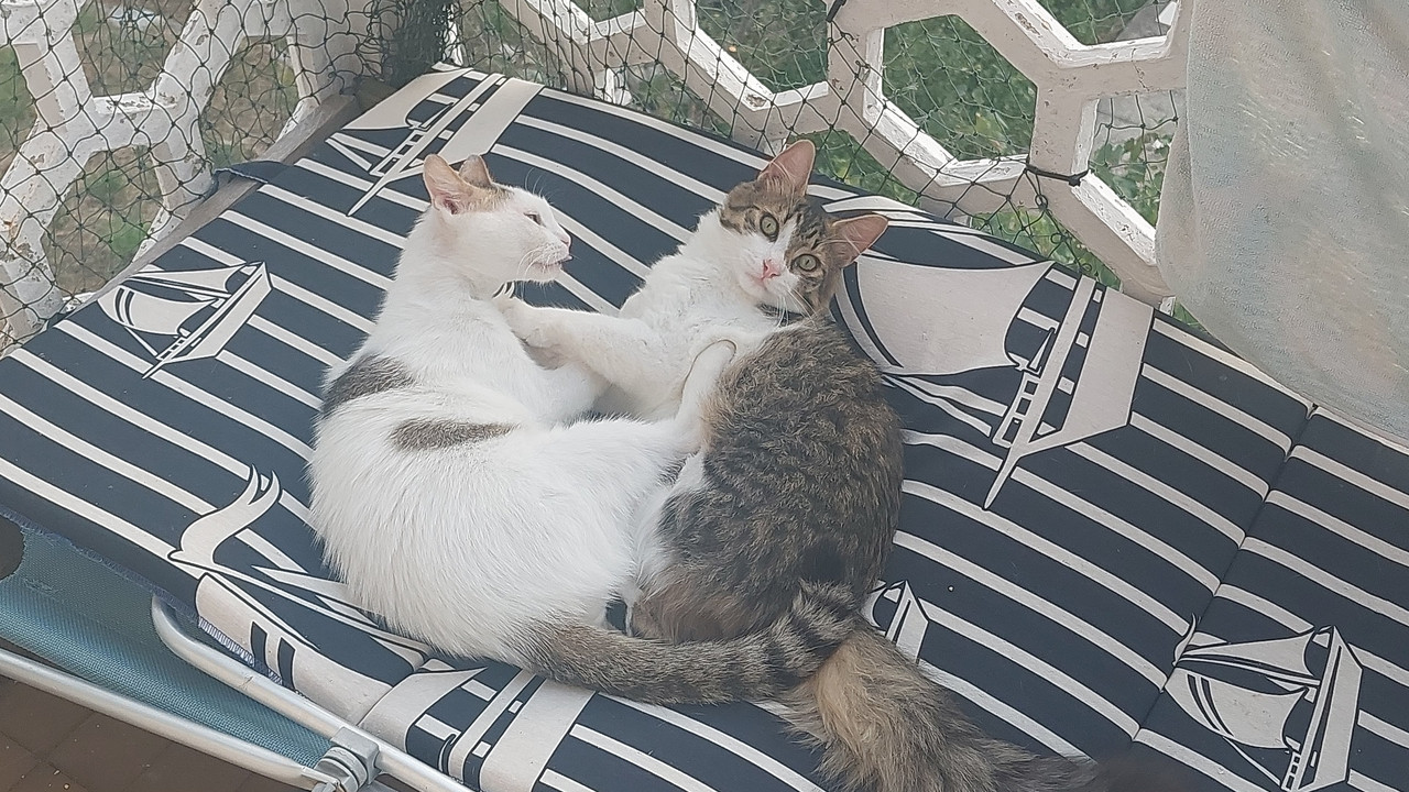 IMG-99fbf90daf828b9436056cb689da0bc1-V