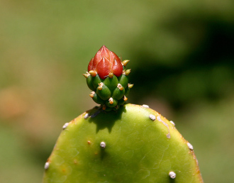 cactus-bud.jpg