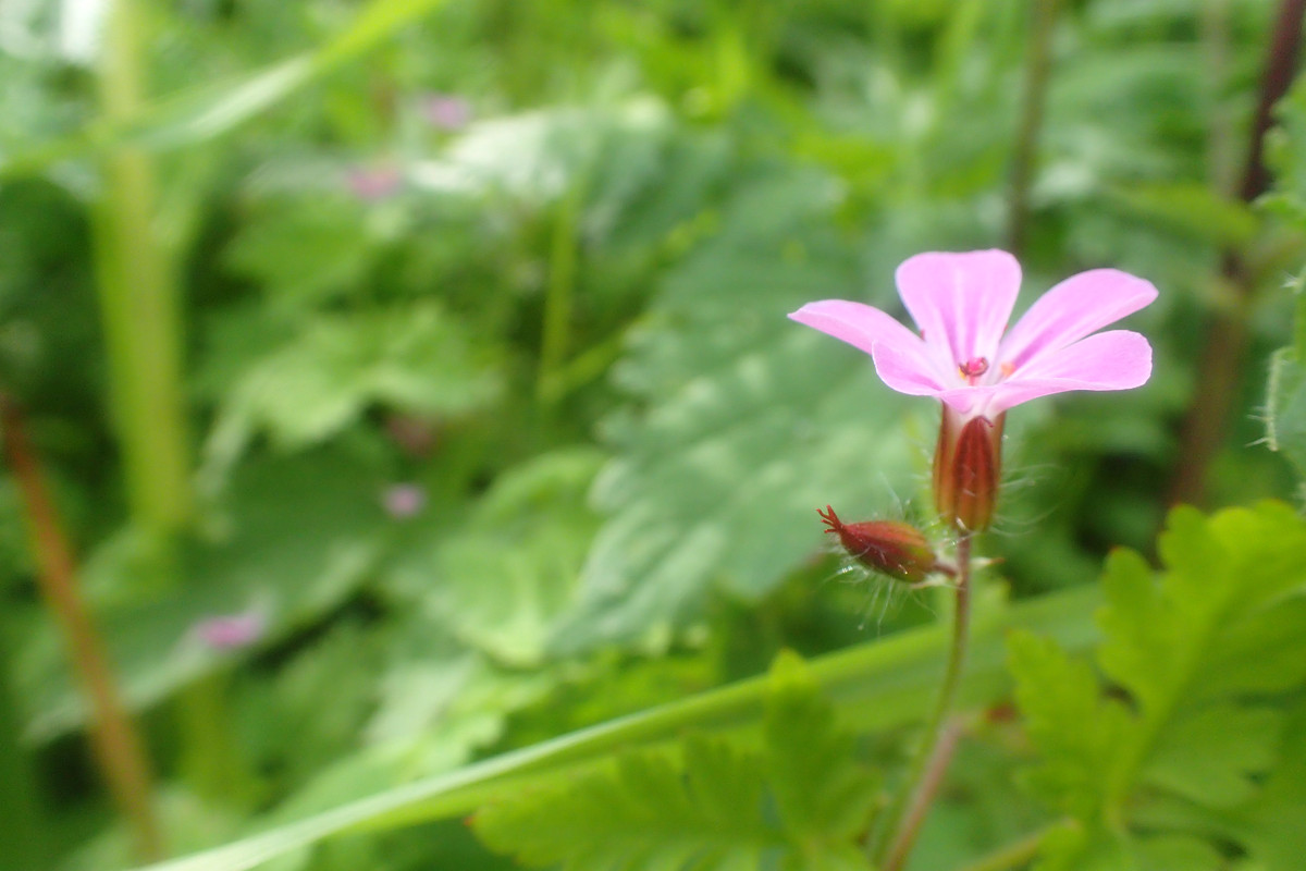 2019_0609G_STRAŻOWSKIE0014