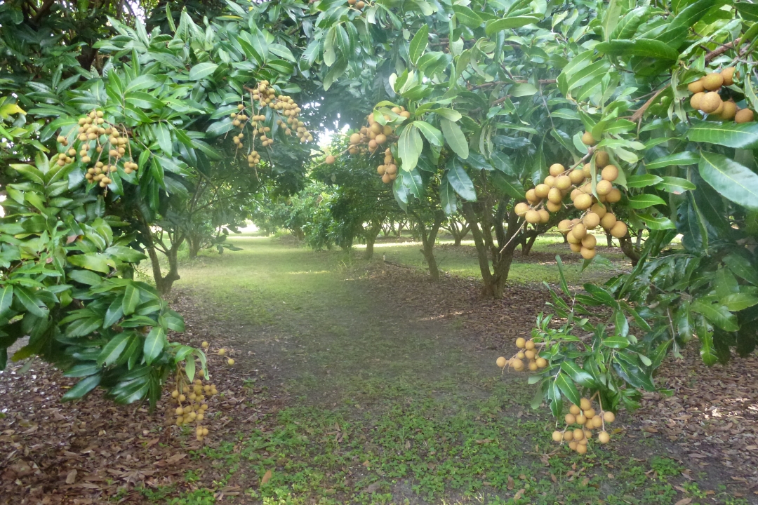 P1020026