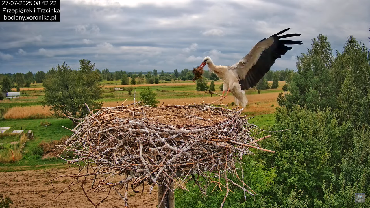 27072025bociany22