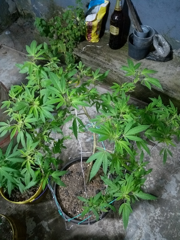 IMG_20211105_175210041