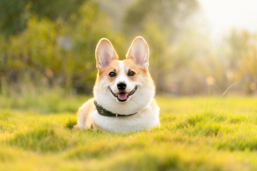 Eco Friendly Dog Care