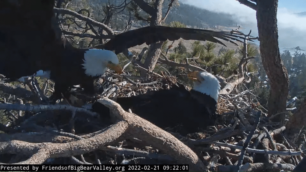 Webp.net-gifmaker (4)