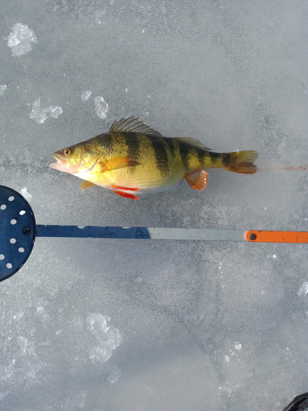 1.5perch