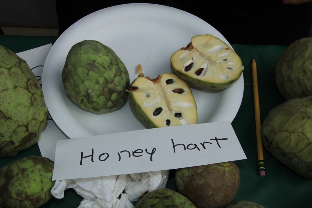 honeyheart