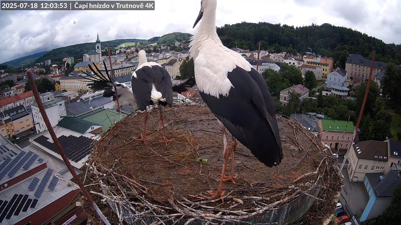 Tiešraide no stārķa ligzdas uz alus darītavas skursteņa Trutnovā 13-57-25 screenshot (2)