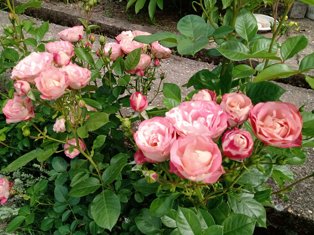 IMG_20230610_152849868