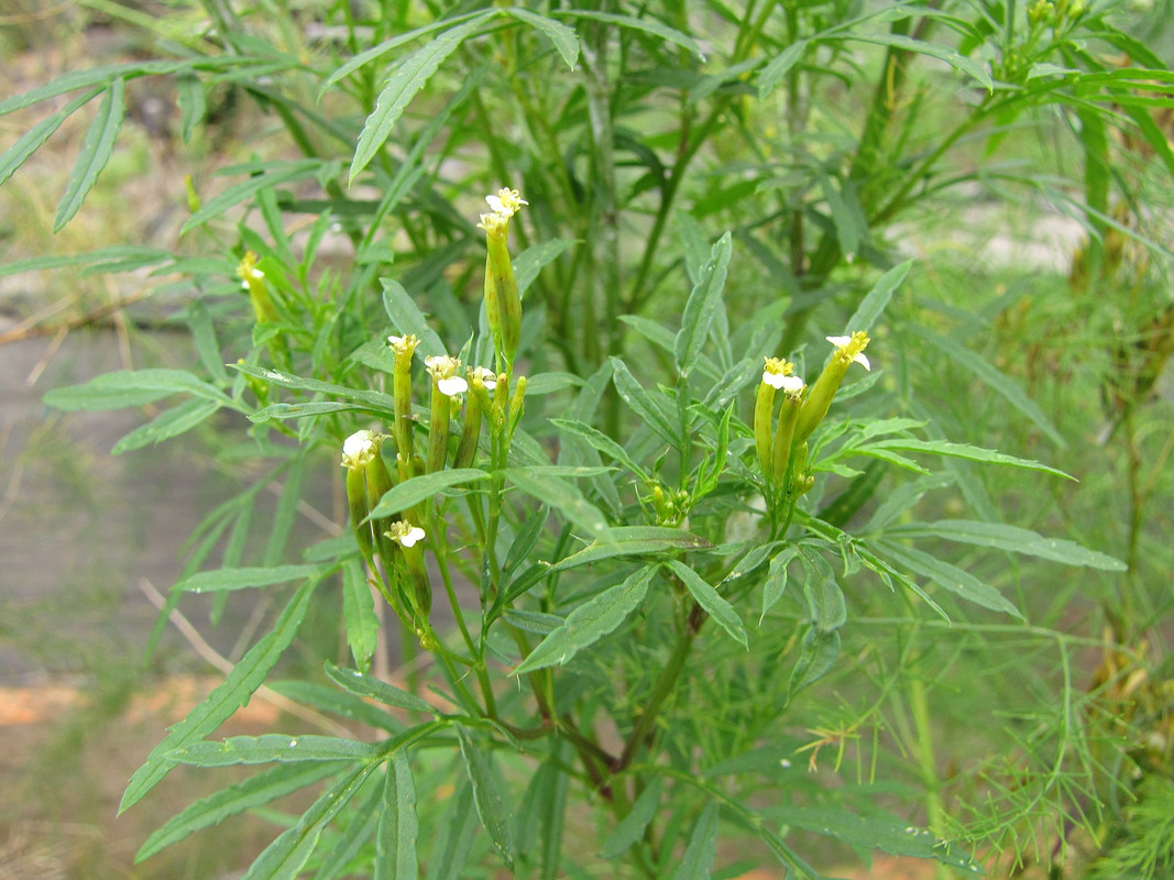 Black Mint Plant