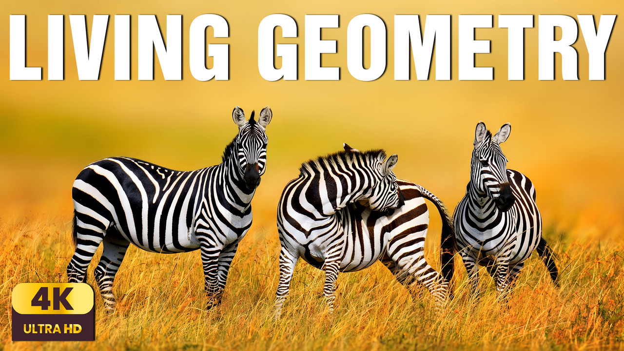 The Gentle Geometry of Stripes | Zebra Patterns, Light & Nature’s Living Design