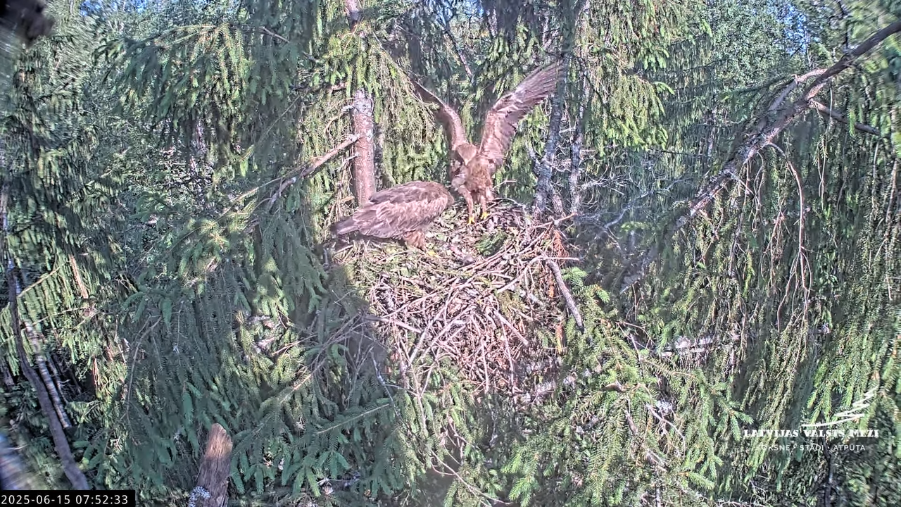 LVM mazais ērglis Lisiņa, egle2 – Lesser Spotted Eagle 10-18-13 screenshot (1)