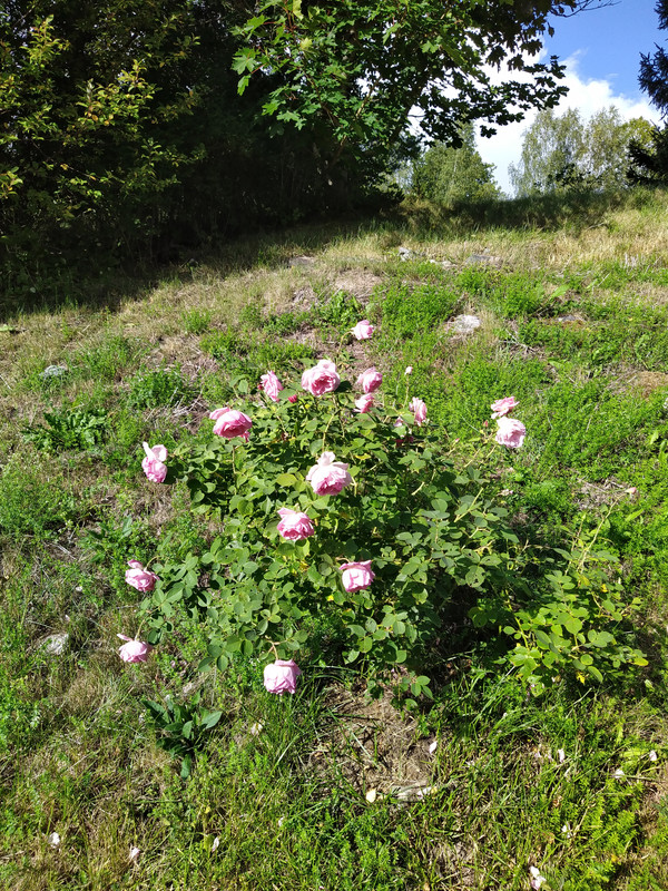 IMG_20200905_145232