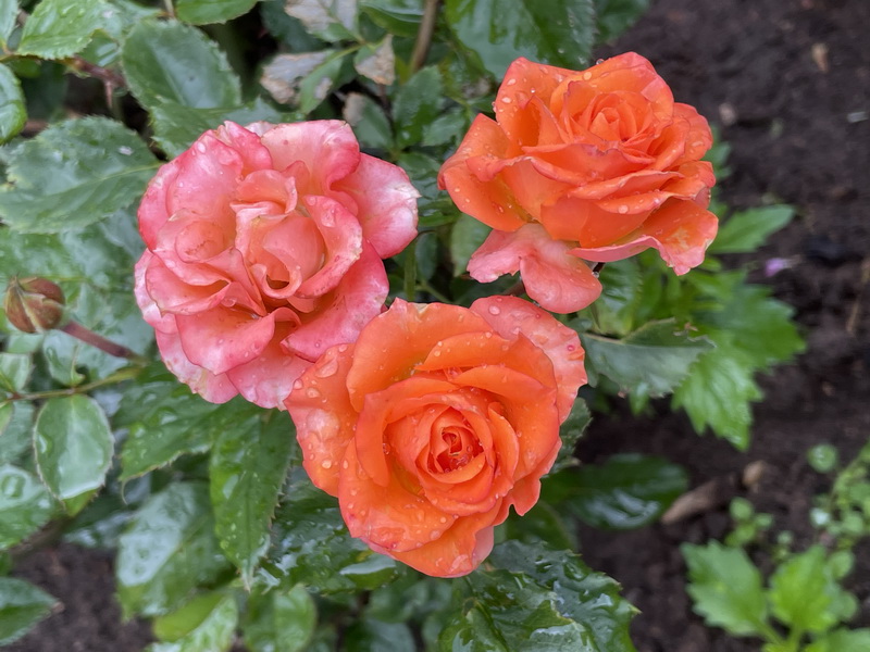 https://i.postimg.cc/VNrNrwKx/IMG-5495.jpg