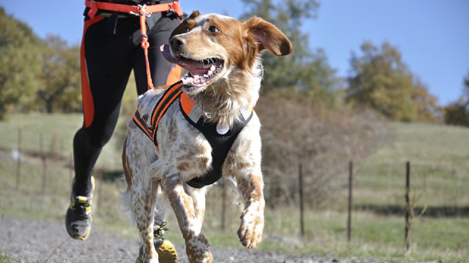 Apunta la fecha: CDMX prepara la 'Carrera Perritos en Fuga 2.5 K'; así puedes participar