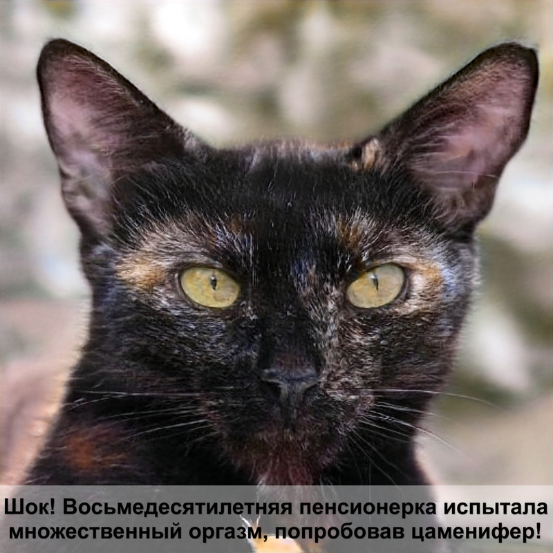 самая крупная большая кошка