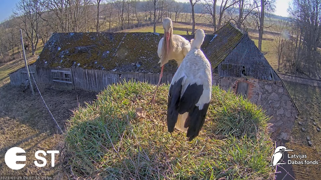 (20) Baltie stārķi (Ciconia ciconia) Tukuma novadā __ White storks in Tukums, Latvia - YouTube - 768