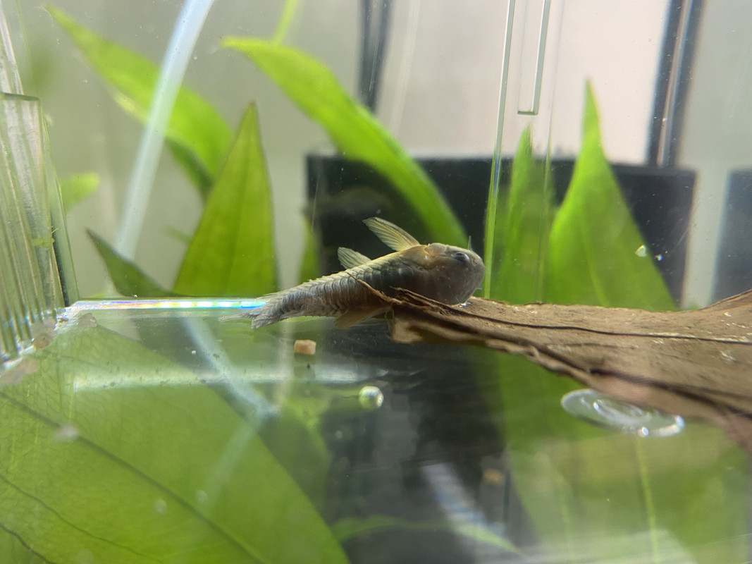 C0BAEF5D-4C52-4871-B107-73A33C5FFBBA