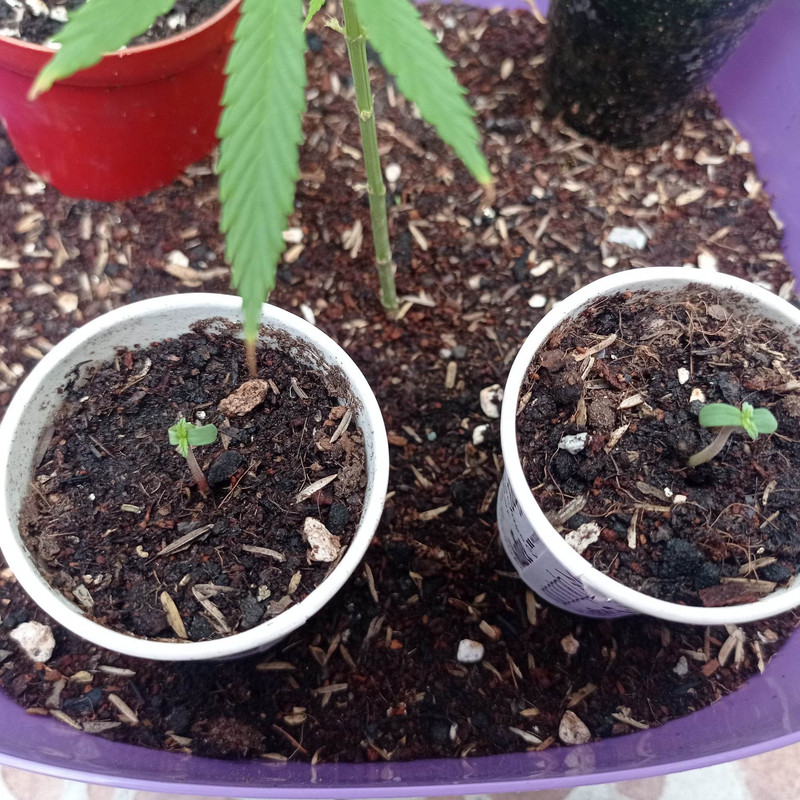 317309472_787948259149477_7172199327962851587_n