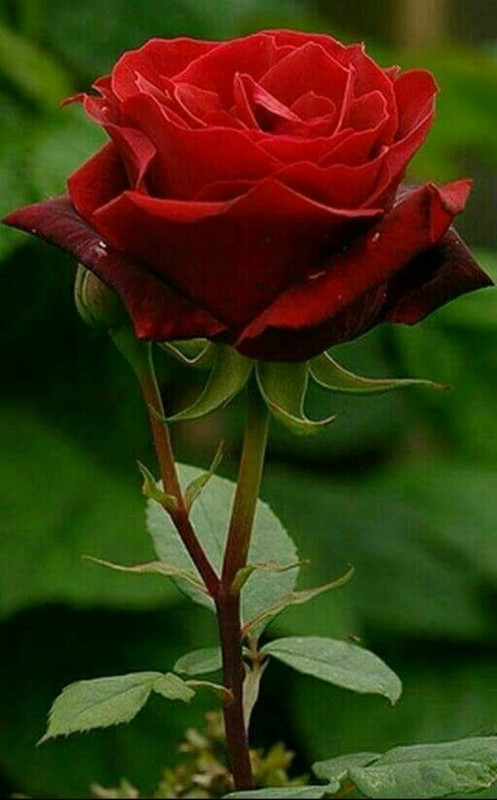 1656320678_16-mykaleidoscope-ru-p-roza-troyanda-krasivo-foto-17