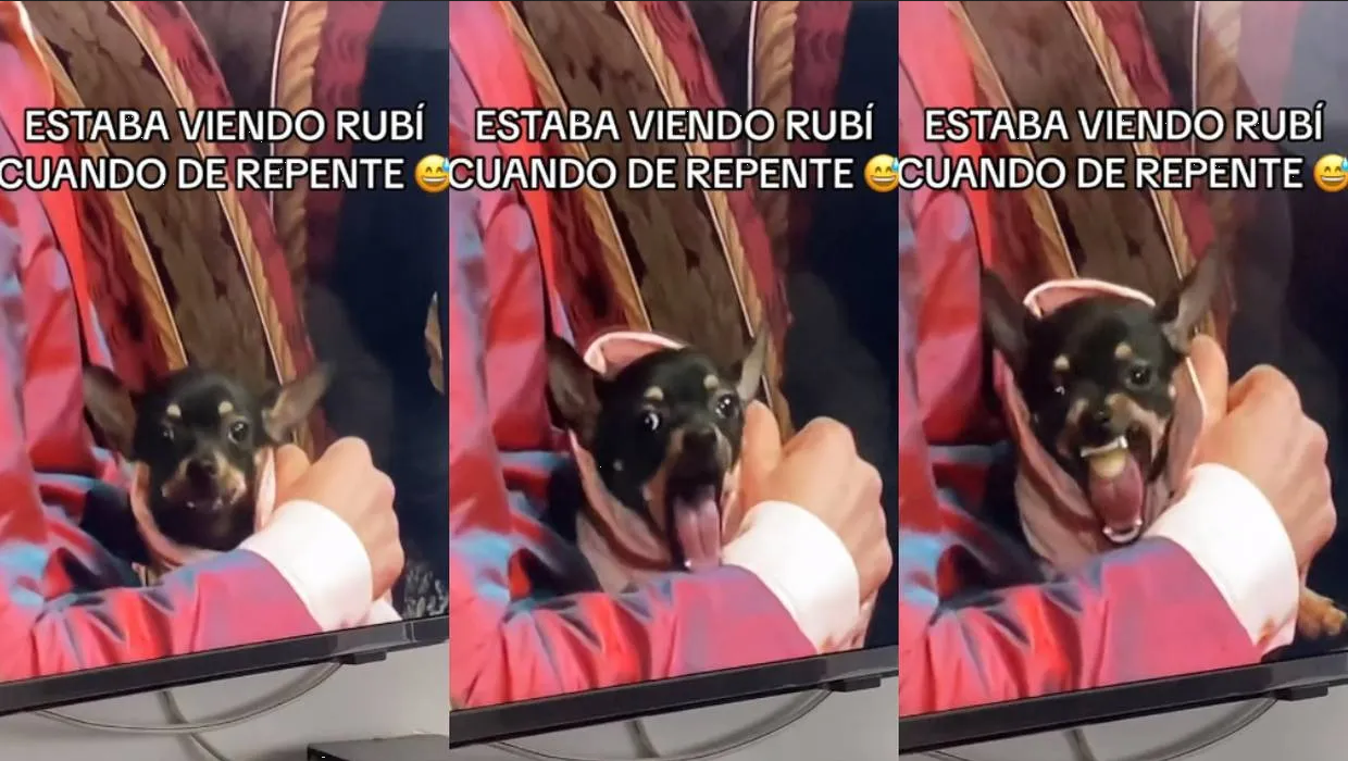 Perrito vomitando en plena escena dramática de la telenovela Rubí desata furor