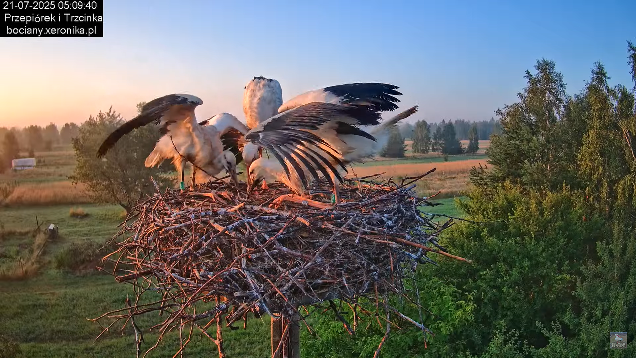 21072025bociany6